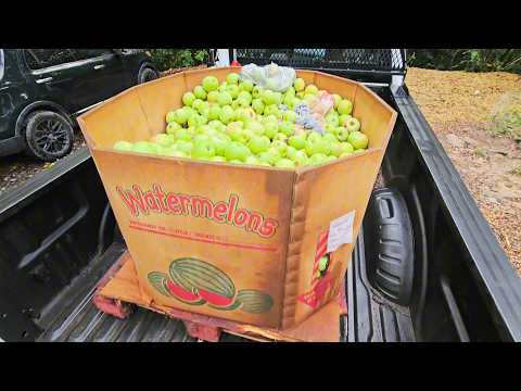 A Week of Apple Preserving on our Micro #homestead