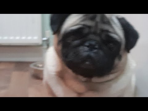 Decorating Danks Bday Cake & Baking Chocolate Tart