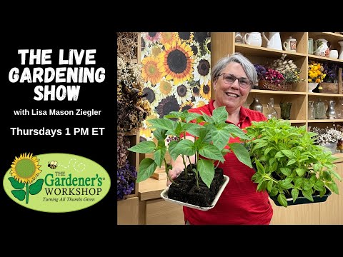 "Salad Bowl" Container Gardening: Live Show with Lisa!